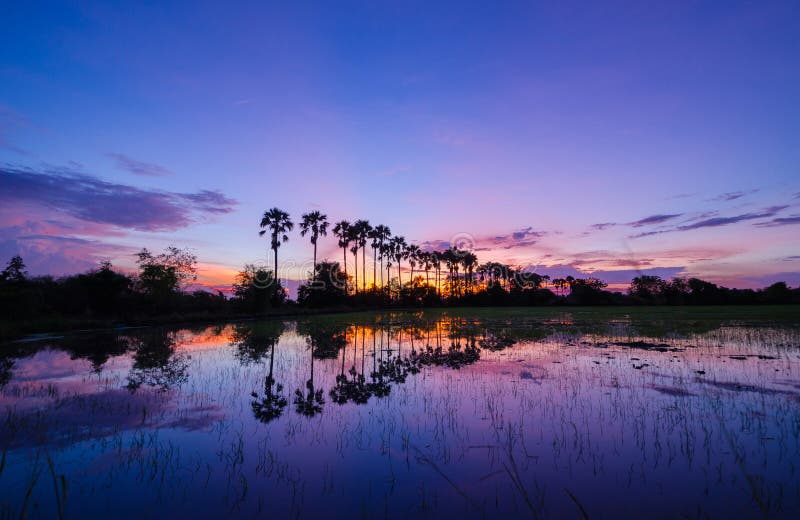 The silhouette of the toddy palms or sugar palm in the field with the colorful sky after sunset background. The silhouette of the toddy palms or sugar palm in the field with the colorful sky after sunset background