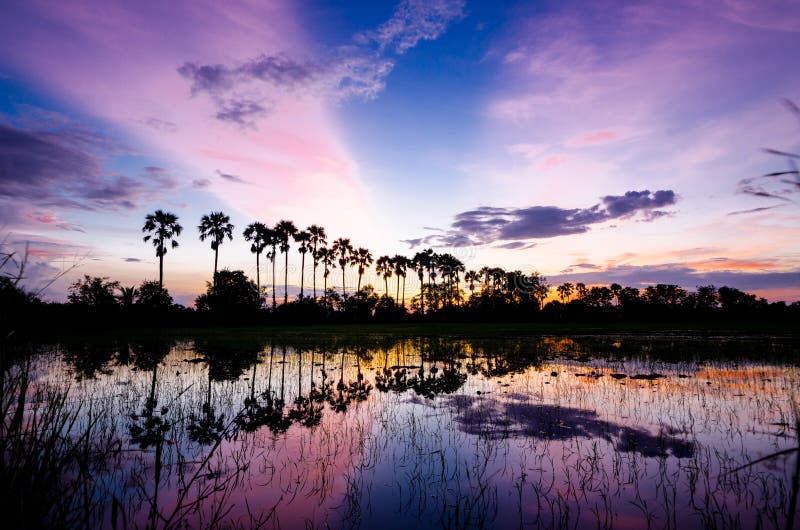 The silhouette of the toddy palms or sugar palm in the field with the colorful sky after sunset background. The silhouette of the toddy palms or sugar palm in the field with the colorful sky after sunset background