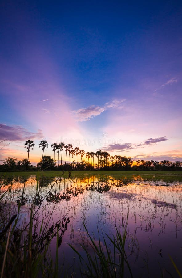 The silhouette of the toddy palms or sugar palm in the field with the colorful sky after sunset background. The silhouette of the toddy palms or sugar palm in the field with the colorful sky after sunset background