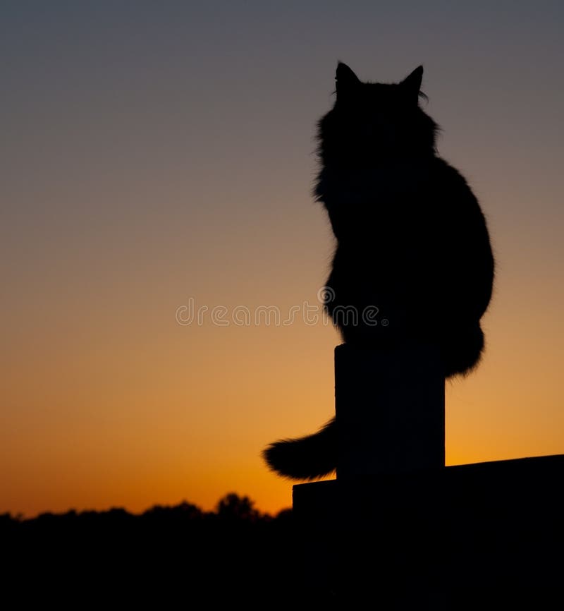 Silhueta de cabelos compridos do gato fotografia de stock