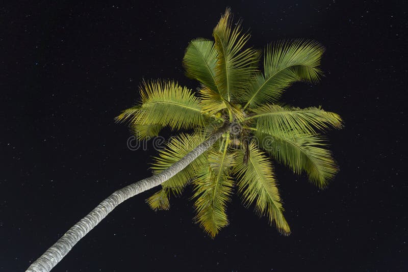 Beautiful silhouette of green palm tree leaves in black sky background at night of Zanzibar island, Tanzania, east Africa. Bottom view. Beautiful silhouette of green palm tree leaves in black sky background at night of Zanzibar island, Tanzania, east Africa. Bottom view