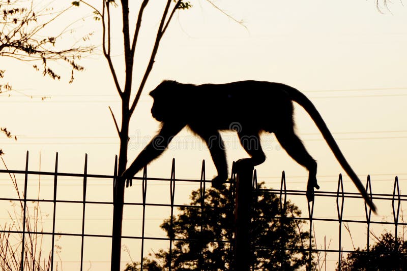 Foto de Macacos Fofos e mais fotos de stock de Animal selvagem - Animal  selvagem, Exterior, Floresta - iStock