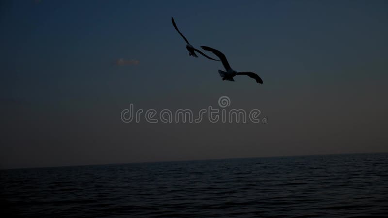 Silhueta de um bando de gaivotas voando sobre as ondas atrás de um navio flutuante.