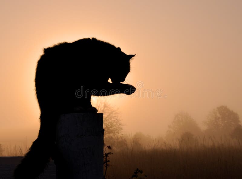 Silhueta de um gato de cabelos compridos preto fotografia de stock
