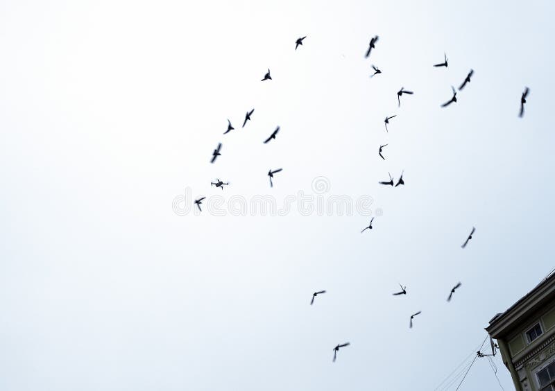 Silhuetas abstratas do fundo de pássaros e de zangão de voo imagem de stock Silhuetas abstratas do fundo de pássaros e de zangão de voo imagem de stock
