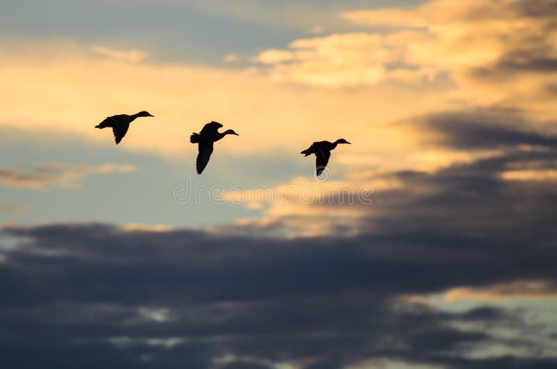 Silhuetas de três patos que voam no céu obscuro no por do sol imagem de stock royalty free Silhuetas de três patos que voam no céu obscuro no por do sol imagem de stock royalty free