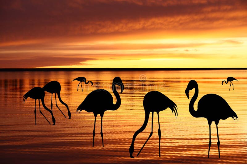 Silhuetas do flamingo cor-de-rosa ilustração do vetor