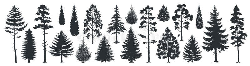 Silhuetas do pinheiro Formas pretas sempre-verdes dos abetos e dos abetos vermelhos da floresta, moldes selvagens das árvores da ilustração stock Silhuetas do pinheiro Formas pretas sempre-verdes dos abetos e dos abetos vermelhos da floresta, moldes selvagens das árvores da ilustração stock