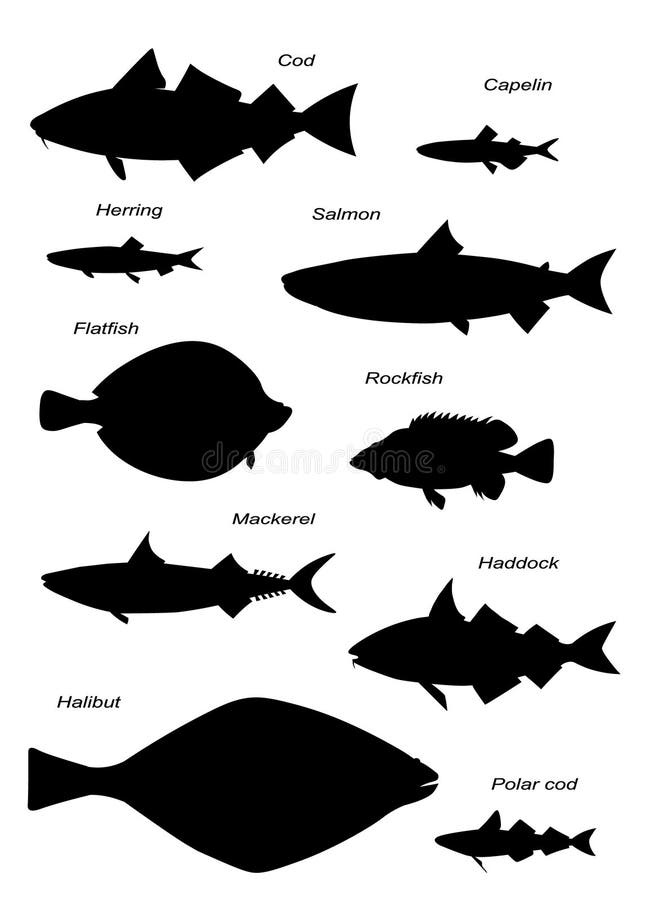 Silhuetas dos peixes do Atlântico Norte Grupo de imagens do vetor ilustração royalty free Silhuetas dos peixes do Atlântico Norte Grupo de imagens do vetor ilustração royalty free