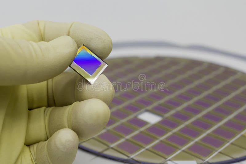 Silikonr? n med mikrochipers som fixas i en h? llare med en st? lram p? en gr? bakgrund efter processen av att t? rna microchip royaltyfri bild