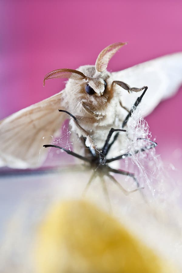Silk butterfly cocoon stock image. Image of alive, silk 53709529
