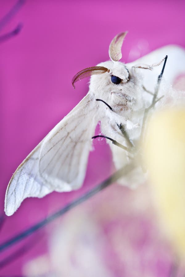 Silk butterfly cocoon stock image. Image of isolated 53710005