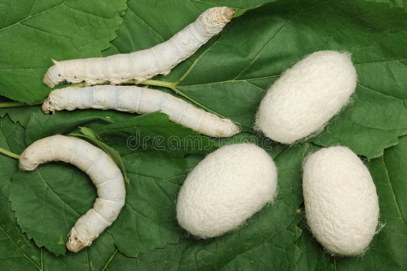 download silk cocoon download silk cocoon