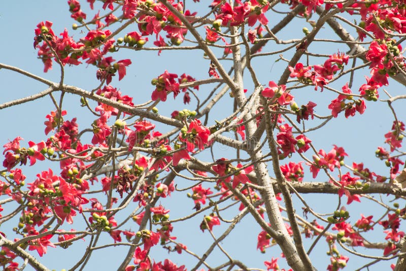 Silk Cotton Bombax Ceiba Semal Tree Blooming Stock Image Image Of Trees Semal Silk Cotton Bombax Ceiba Semal Tree Blooming Stock Image Image Of Trees Semal