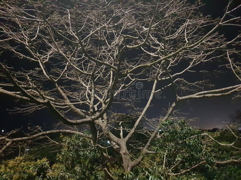 Silk Cotton Tree stock image. Image of tree, cotton 176453753