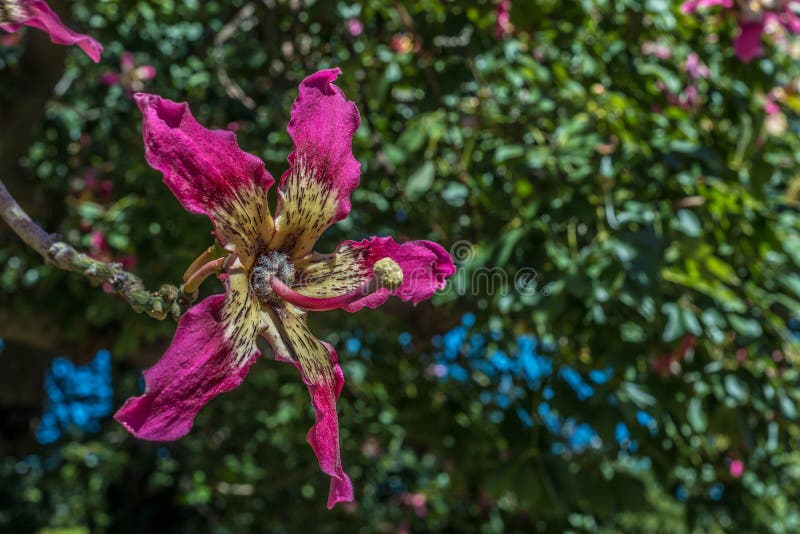 Silk Floss Tree Flower In Buenos Aires Argentina Stock Image Image Of Argentinian Parque