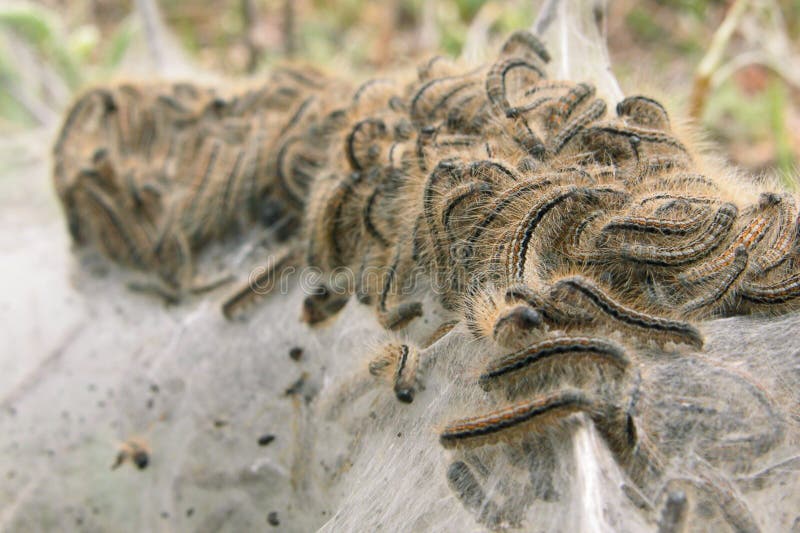 Silk larva close up