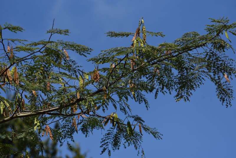 Silk tree fruits stock photo. Image of kanagawa, fabaceae 195626100