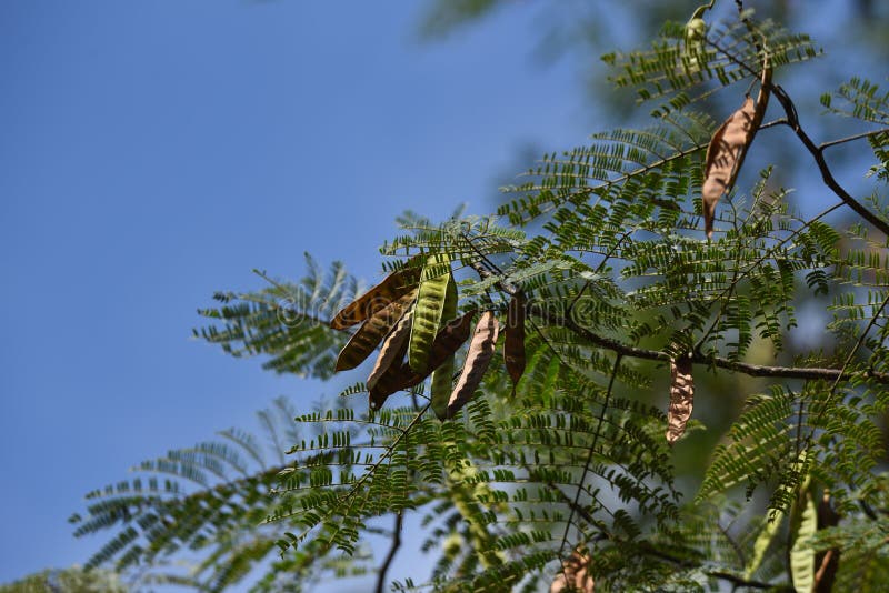 Silk tree fruits stock image. Image of plant, ornamental 195626107