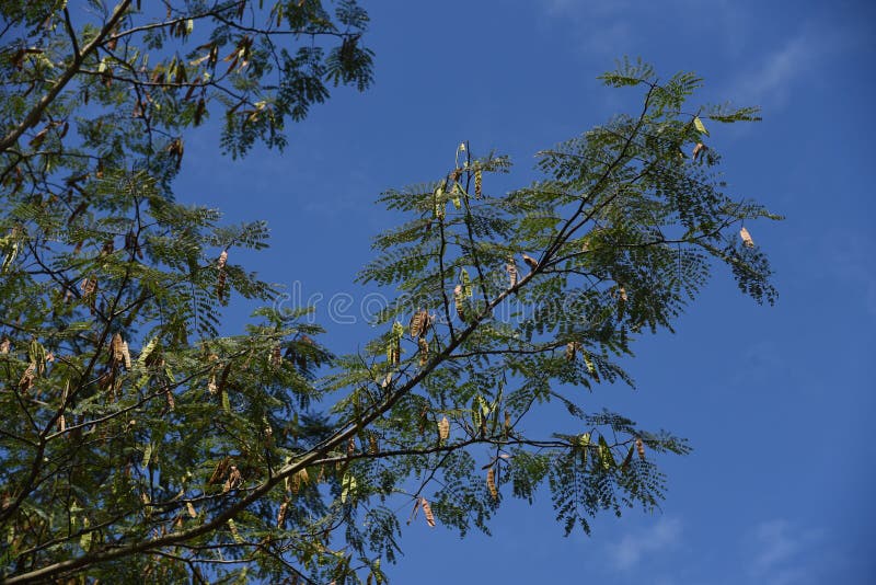 Silk tree fruits stock image. Image of summer, plant 195626121