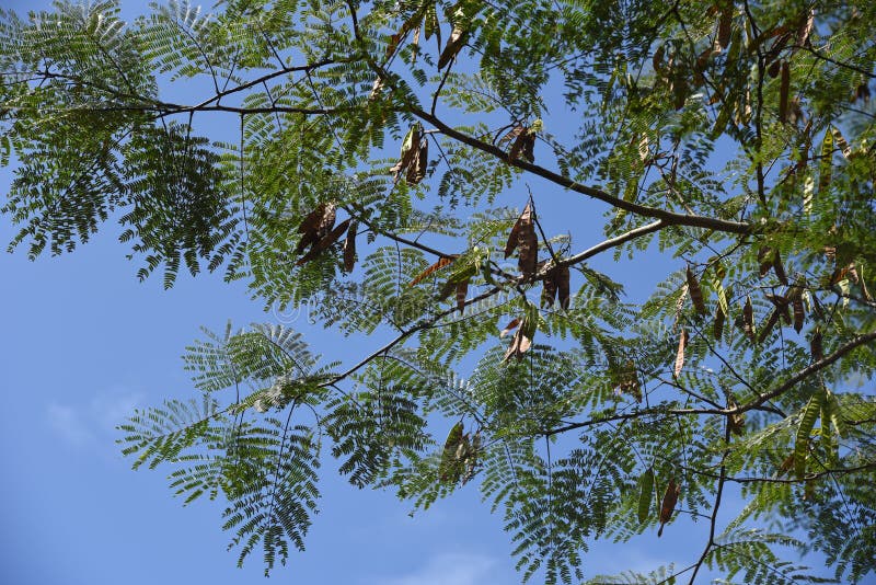 Silk tree fruits stock image. Image of petal, plant 195626137