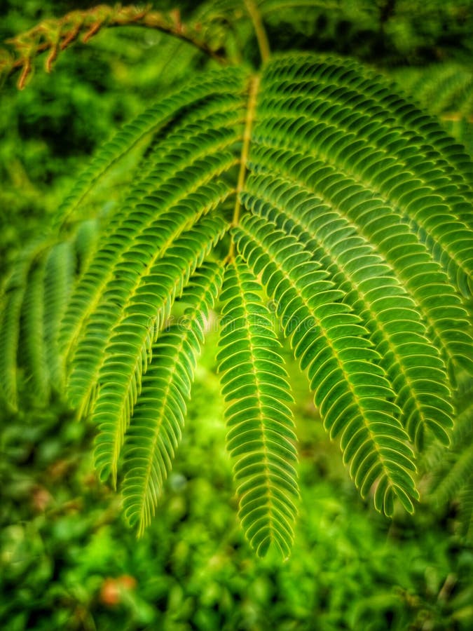 Silk tree green leaves stock image. Image of green, leaves 287134651