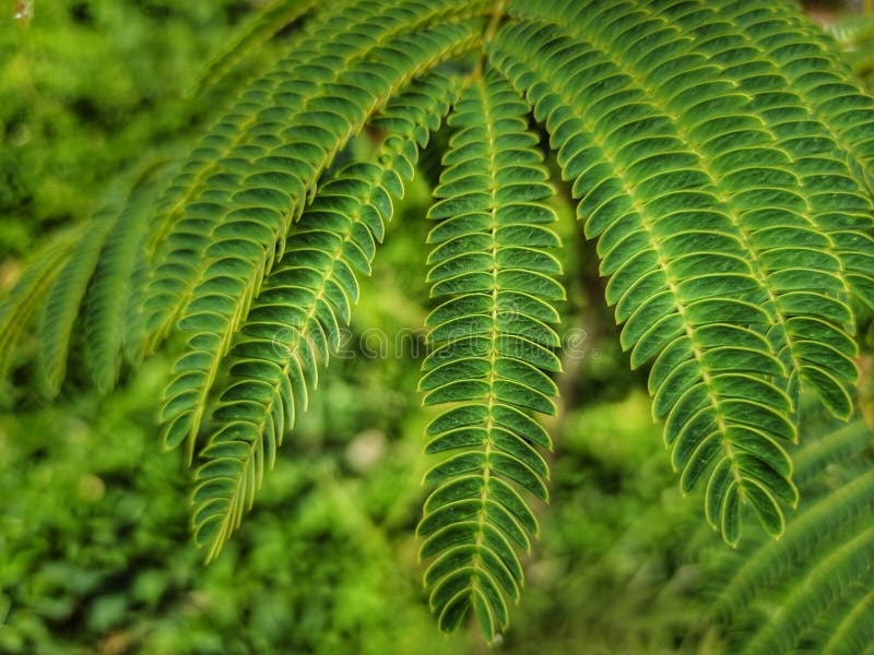 Silk tree green leaves stock image. Image of green, leaves 287134669