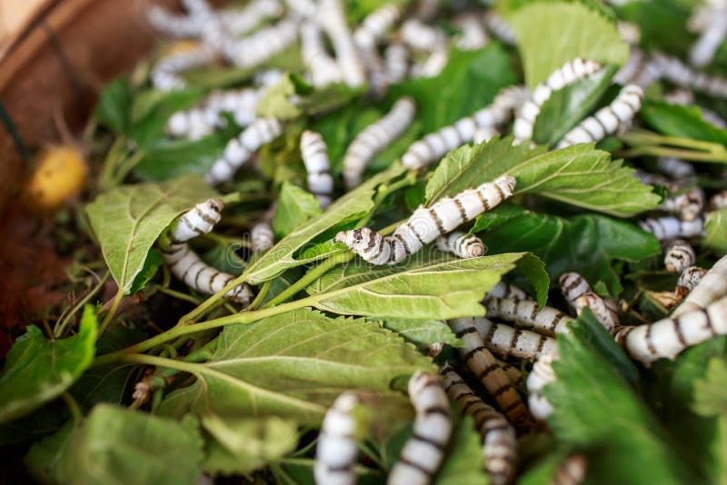 Silk worm