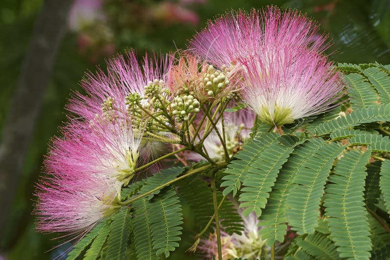 577 Persian Acacia Photos Free Royalty Free Stock Photos From Dreamstime 577 Persian Acacia Photos Free Royalty Free Stock Photos From Dreamstime