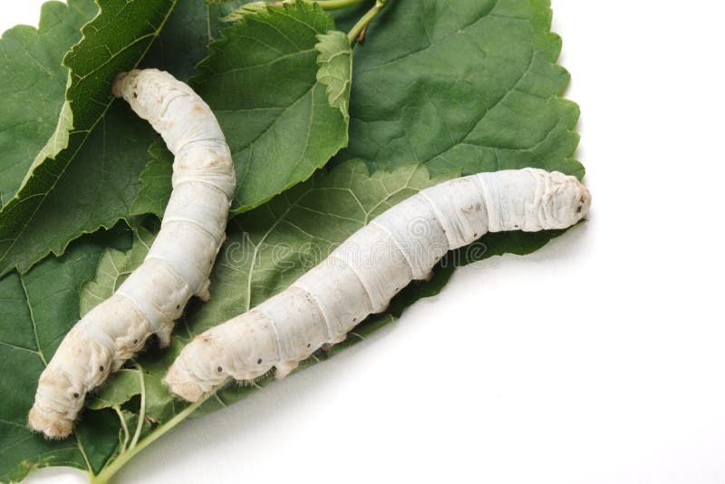 Silkworm stock photo. Image of larva, closeup, fiber 21938772