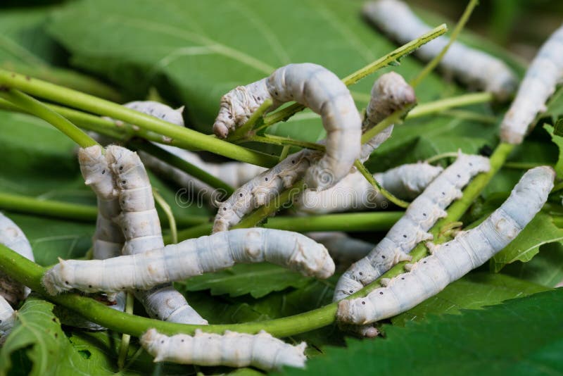 Silkworm stock image. Image of lots, larva, plant, chrysalis 39387455