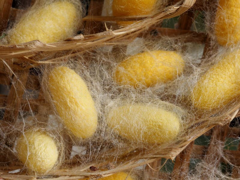 Silkworm cocoon stock image. Image of macro, silkworm 22804511