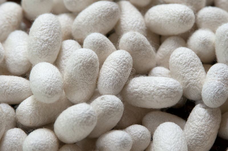 Silkworm Cocoon stock photo. Image of textile, fiber 33597938
