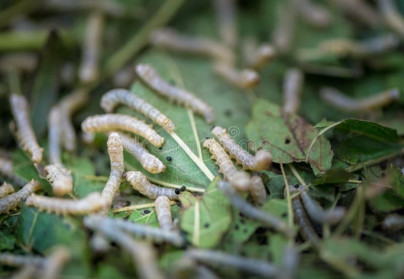 Silkworm Eat Leaf of a Mulberry. Stock Photo Image of sericulture
