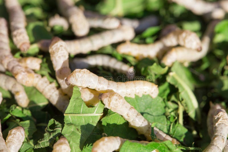 Silkworm eating mulberry stock photo Silkworm eating mulberry stock photo