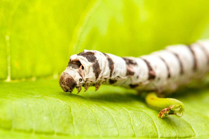 Isolated Silkworm with Leaf Stock Image Image of fauna, silkworm 117730047