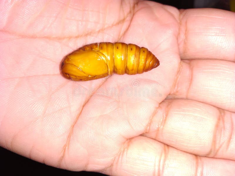 Silkworm found Assam, India stock images Silkworm found Assam, India stock images