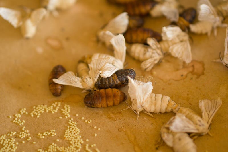 The Silkworm Moth is Breeding. Stock Photo Image of culture, silkworm