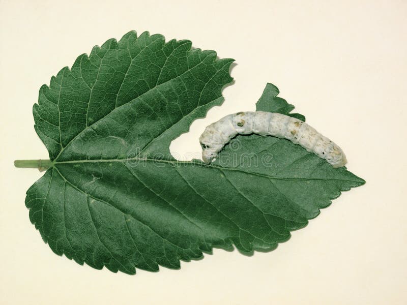 Silkworm and mulberry leaf stock photo. Image of mulberry 9548264