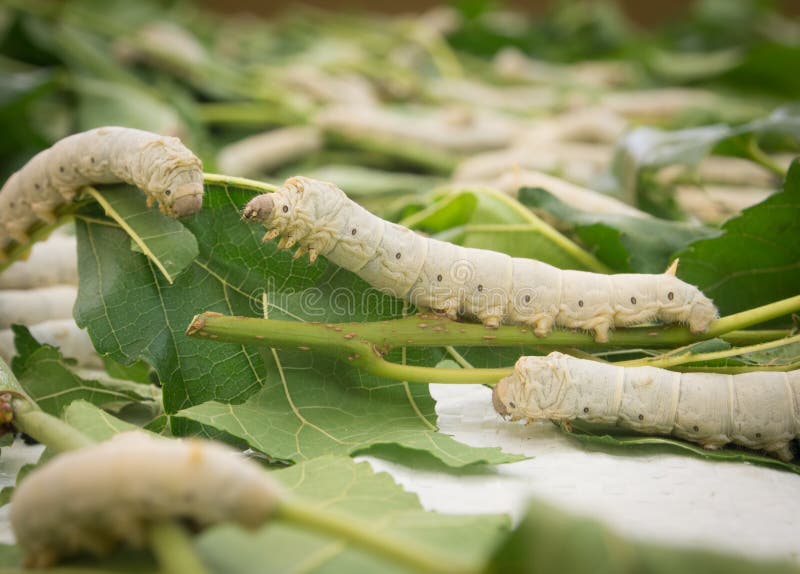 Silkworms stock image. Image of industry, sericulture 52534541