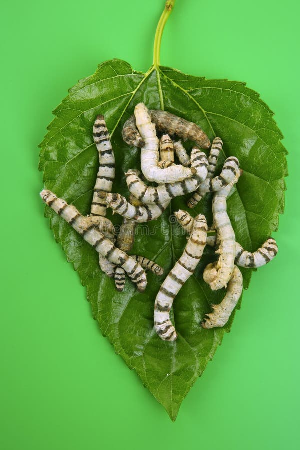 Silkworms Eating Mulberry Leaf Closeup Stock Photo Image of cocoonery, leaf 15242344