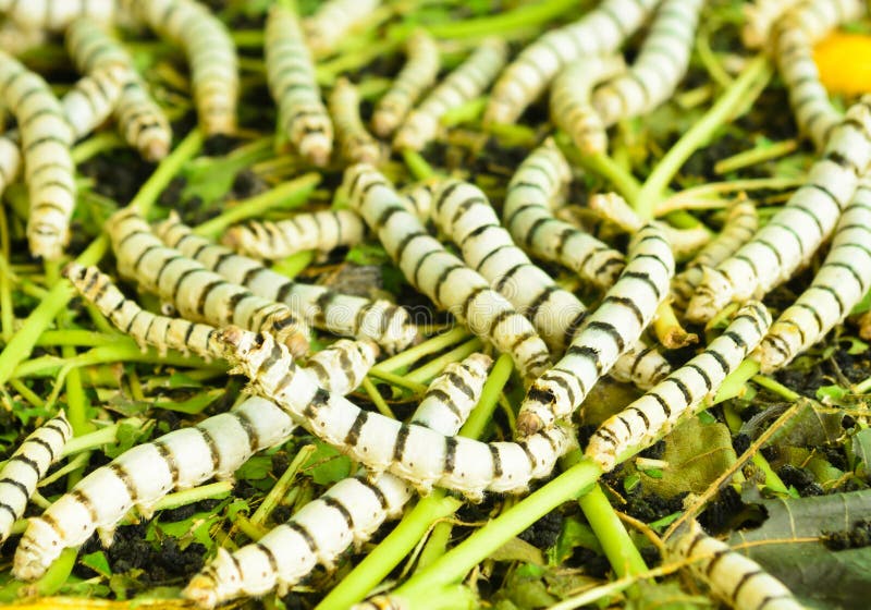 Silkworms Eating Mulberry Leaf In Tray. Stock Photo Image of plant