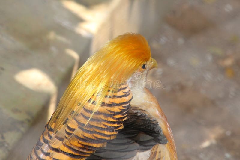 A silky combed bird is having a look at another bird. A very beautiful bird bird with an attractive tail is very satisfying royalty free stock images A silky combed bird is having a look at another bird. A very beautiful bird bird with an attractive tail is very satisfying royalty free stock images