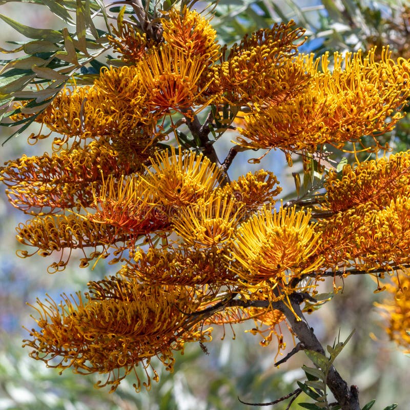 Silky Oak Blossoms stock image. Image of flowers, amazing 208296427