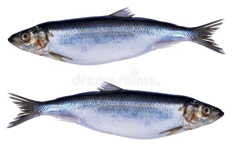 Sill/strömming som isolerats på vit bakgrund Fryst fiskgrupp Atlantisk fisk Sill Sill Sillstruktur E arkivfoto