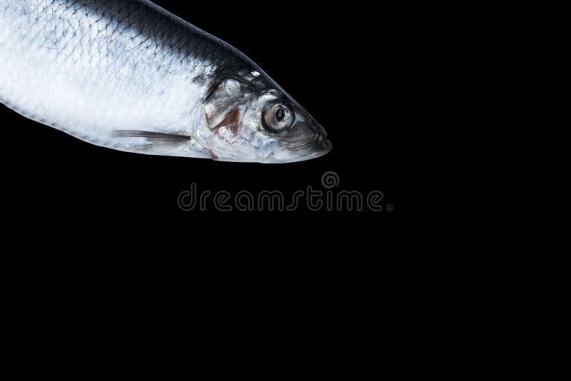 Sill/strömming som är isolerad på svart bakgrund. fryst fiskgrupp. atlantisk fisk. sill. Sillmönster. Sillstruktur. e royaltyfri bild