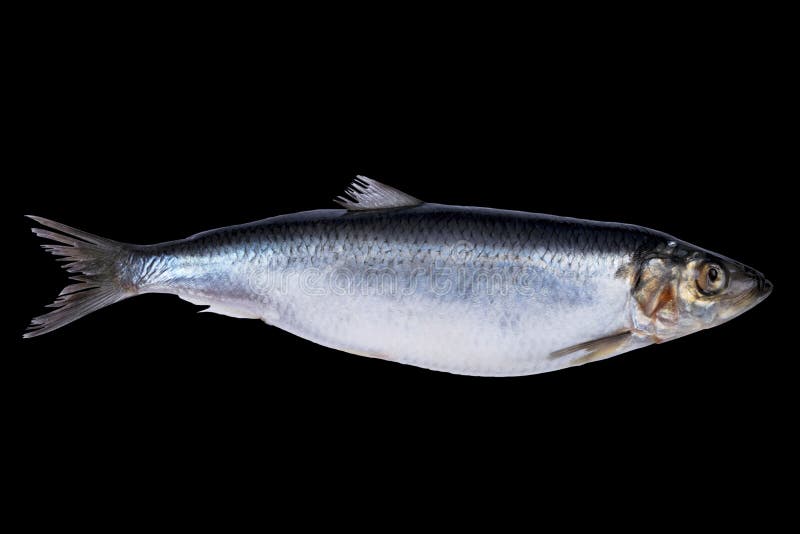 Sill/strömming som är isolerad på svart bakgrund. fryst fiskgrupp. atlantisk fisk. sill. Sillmönster. Sillstruktur. e arkivfoto