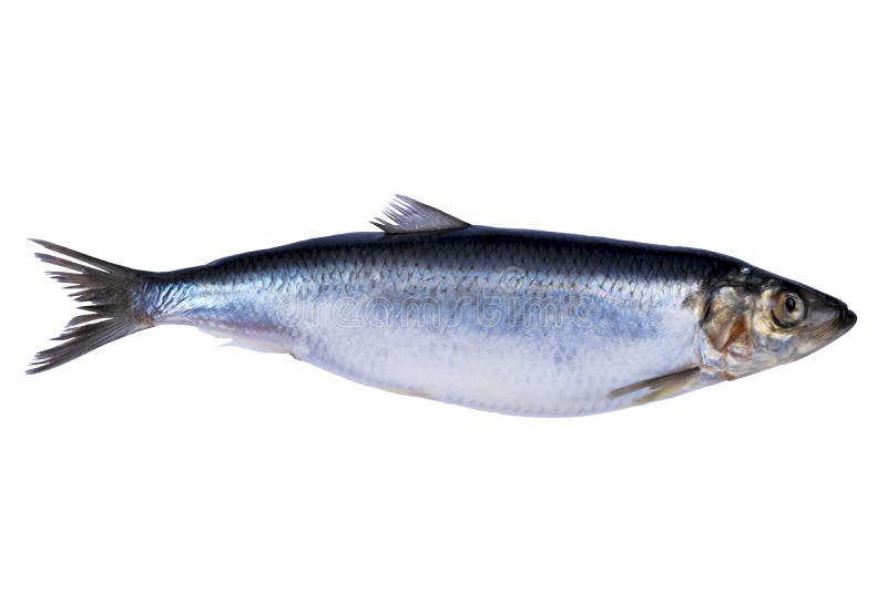 Sillfisk som isoleras på vit bakgrund Djupfryst grupp av fisken med is atlantisk fisk sillar Sillmodell Silltextur royaltyfria foton