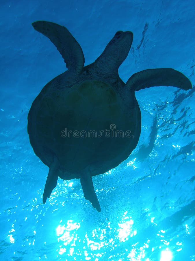 Sillhouette żółwia