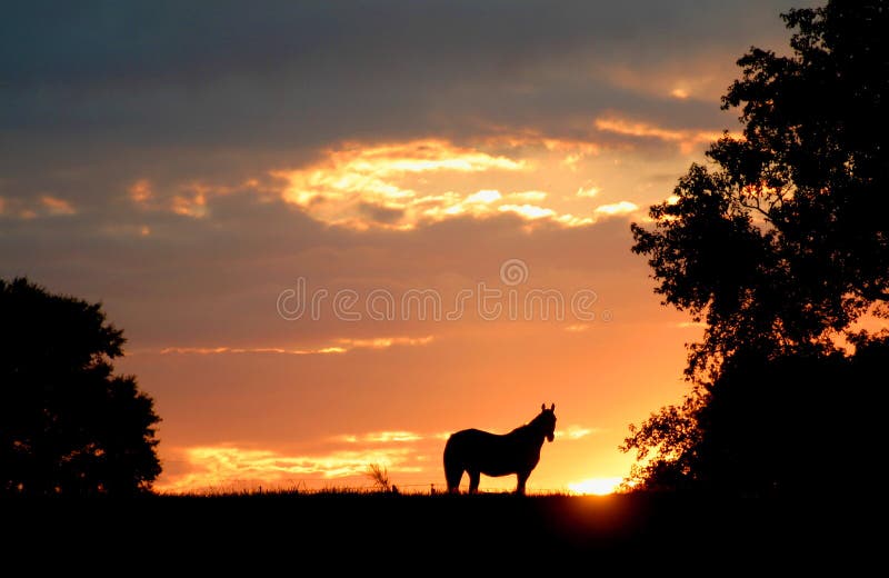 Horse sillouette against sunrise. Horse sillouette against sunrise